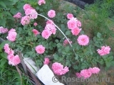 Rosarium Uetersen Rosarium Uetersen