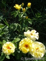 Friesia Friesia