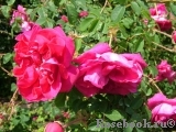 Cerise Bouquet Cerise Bouquet