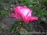 Rose Gaujard Rose Gaujard