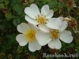 White Fleurette White Fleurette