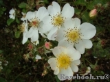 White Fleurette White Fleurette