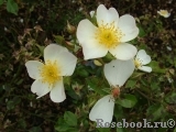 White Fleurette White Fleurette