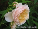 Ginger Syllabub Ginger Syllabub
