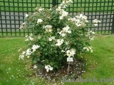 White Fleurette White Fleurette