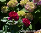 Adam's Rose Adam's Rose
