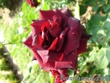 Perle Noire Perle Noire
