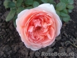 Abraham Darby Abraham Darby
