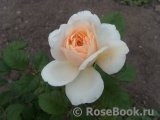 Crocus Rose® Crocus Rose®