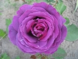 Parfum de Reve Parfum de Reve
