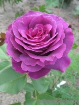 Parfum de Reve Parfum de Reve