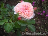 Sangerhauser Jubilaumsrose Sangerhauser Jubilaumsrose