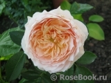 Ginger Syllabub Ginger Syllabub