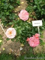 Botticelli Botticelli