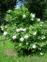 Ritausma Ritausma
