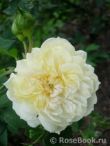Yellow Romantica Yellow Romantica