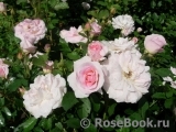 Morden Blush Morden Blush