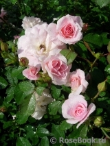 Morden Blush Morden Blush