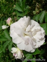 Ritausma Ritausma