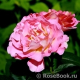 Pink Paradise Pink Paradise