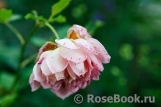 Jubilee Celebration® Jubilee Celebration®