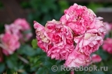 Rosarium Uetersen Rosarium Uetersen