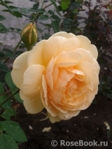 Crown Princess Margareta® Crown Princess Margareta®