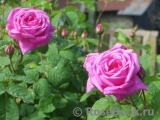 Gertrude Jekyll Gertrude Jekyll