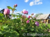 Gertrude Jekyll Gertrude Jekyll