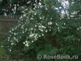 Rose spinosissima Rose spinosissima
