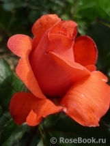 Lady Rose 