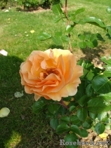 Garden Glory Garden Glory