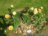 Garden Glory Garden Glory