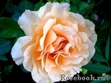 Garden Glory Garden Glory