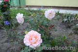 Rokoko Rokoko