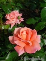 Sweet Fragrance Sweet Fragrance