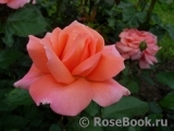 Sweet Fragrance Sweet Fragrance