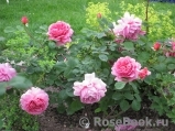 Princess Alexandra of Kent Princess Alexandra of Kent