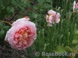 Abraham Darby Abraham Darby
