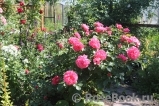 Rosarium Uetersen Rosarium Uetersen