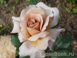 Julia's Rose Julia's Rose