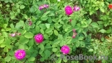 Rose de Rescht