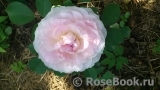 Morden Blush Morden Blush