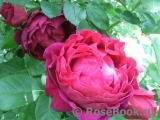 Ascot Ascot