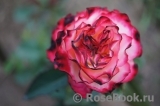 Spanish Dancer Spanish Dancer