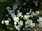 Bordure Blanche Bordure Blanche