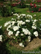Bordure Blanche Bordure Blanche