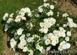 Bordure Blanche Bordure Blanche