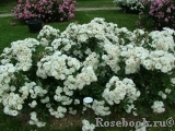 Bordure Blanche Bordure Blanche