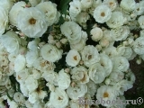 Bordure Blanche Bordure Blanche